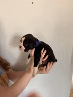 AKC Dark Blue, a male Boxer for sale in Ohio, IL – Photo 7 of 9