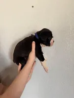 AKC Dark Blue, a male Boxer for sale in Ohio, IL – Photo 3 of 9