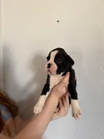 AKC Dark Blue, a male Boxer for sale in Ohio, IL – Photo 2 of 9