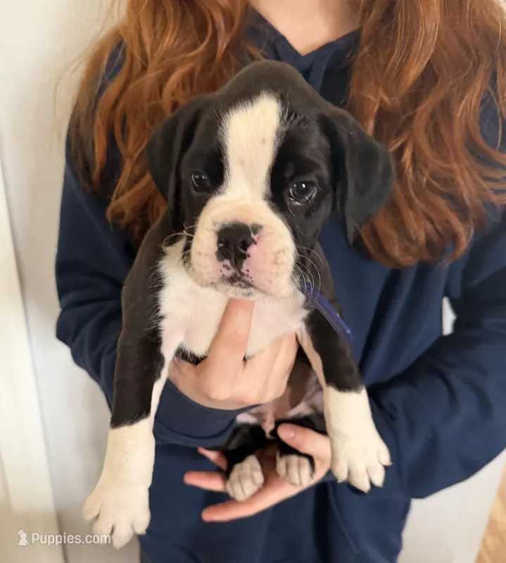 AKC Dark Blue – Boxer puppy for sale in Ohio, IL