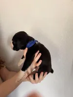 AKC Dark Blue, a male Boxer for sale in Ohio, IL – Photo 8 of 9