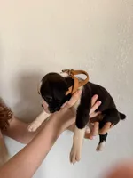 AKC Cinnamon, a female Boxer for sale in Ohio, IL – Photo 3 of 10