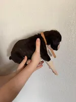 AKC Cinnamon, a female Boxer for sale in Ohio, IL – Photo 5 of 10