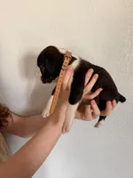 AKC Cinnamon, a female Boxer for sale in Ohio, IL – Photo 8 of 10