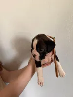 AKC Cinnamon, a female Boxer for sale in Ohio, IL – Photo 7 of 10