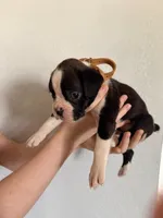 AKC Cinnamon, a female Boxer for sale in Ohio, IL – Photo 10 of 10