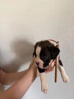 AKC Cinnamon, a female Boxer for sale in Ohio, IL – Photo 2 of 10