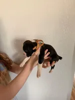 AKC Cinnamon, a female Boxer for sale in Ohio, IL – Photo 9 of 10