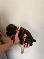 AKC Boxer Red, a male Boxer for sale in Ohio, IL – Photo 2 of 8