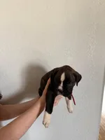 AKC Boxer Red, a male Boxer for sale in Ohio, IL – Photo 8 of 8