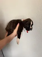 AKC Boxer Red, a male Boxer for sale in Ohio, IL – Photo 6 of 8