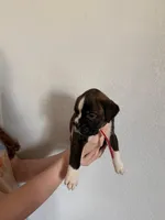 AKC Boxer Red, a male Boxer for sale in Ohio, IL – Photo 7 of 8