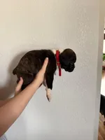 AKC Boxer Red, a male Boxer for sale in Ohio, IL – Photo 5 of 8