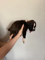 AKC Boxer Red, a male Boxer for sale in Ohio, IL – Photo 4 of 8