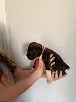 AKC Boxer Red, a male Boxer for sale in Ohio, IL – Photo 1 of 8