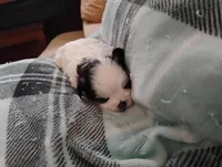 Puppy, a female Shih Tzu for sale in Enfield, CT – 1 of 5