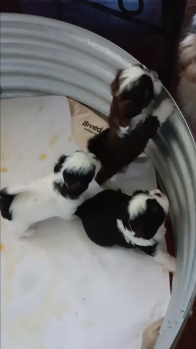 Baby, a female Shih Tzu for sale in Enfield, CT – 4 of 5