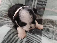 Baby, a female Shih Tzu for sale in Enfield, CT – 1 of 5