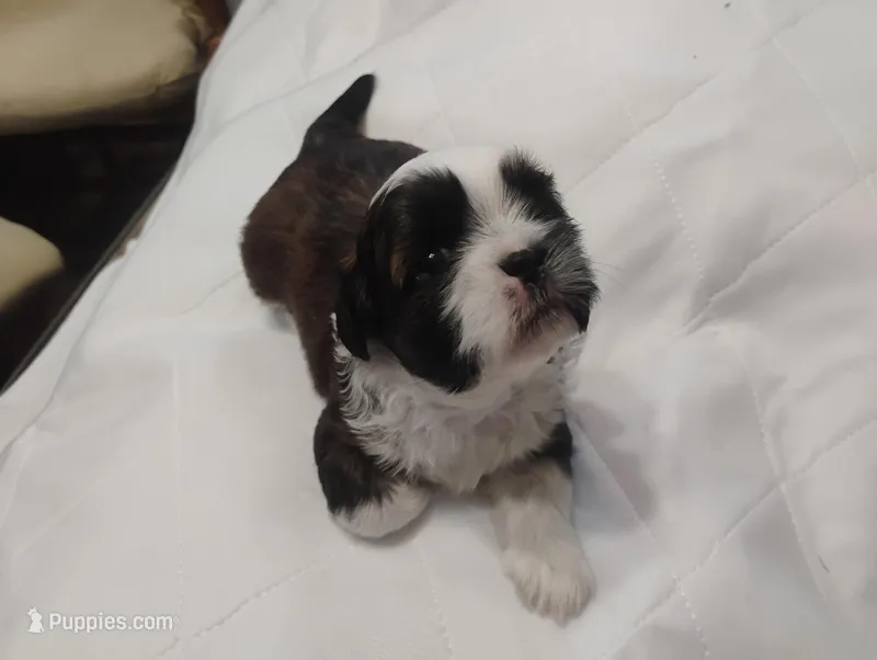 Baby – Shih Tzu puppy for sale in Enfield, CT