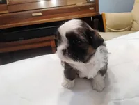 Baby, a female Shih Tzu for sale in Enfield, CT – 2 of 5