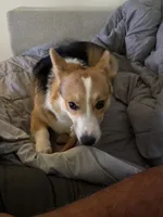 Denji, a male Pembroke Welsh Corgi for sale in Chicago, IL – 3 of 6