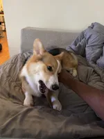 Denji, a male Pembroke Welsh Corgi for sale in Chicago, IL – 4 of 6