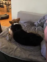 Denji, a male Pembroke Welsh Corgi for sale in Chicago, IL – 5 of 6
