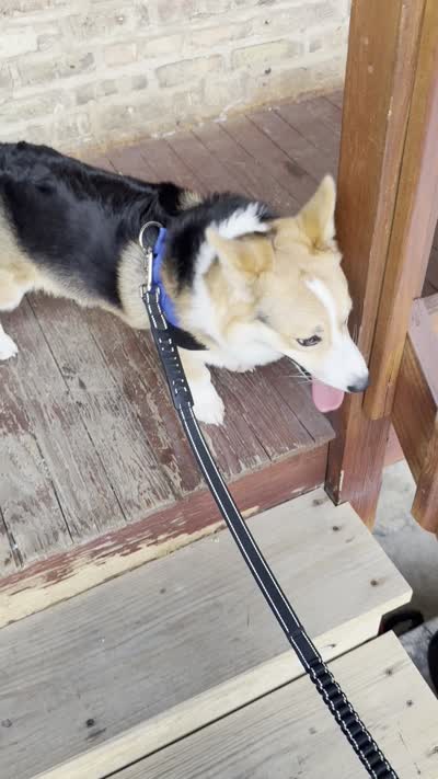 Denji, a male Pembroke Welsh Corgi for sale in Chicago, IL – 6 of 6