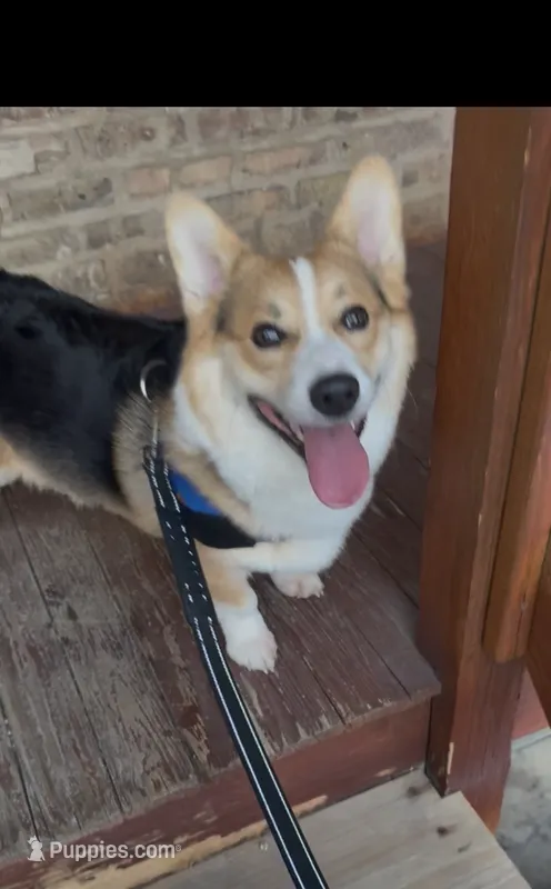 Denji – Pembroke Welsh Corgi puppy for sale in Chicago, IL