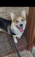 Denji, a male Pembroke Welsh Corgi for sale in Chicago, IL – 1 of 6