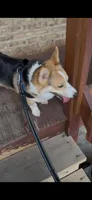 Denji, a male Pembroke Welsh Corgi for sale in Chicago, IL – 2 of 6