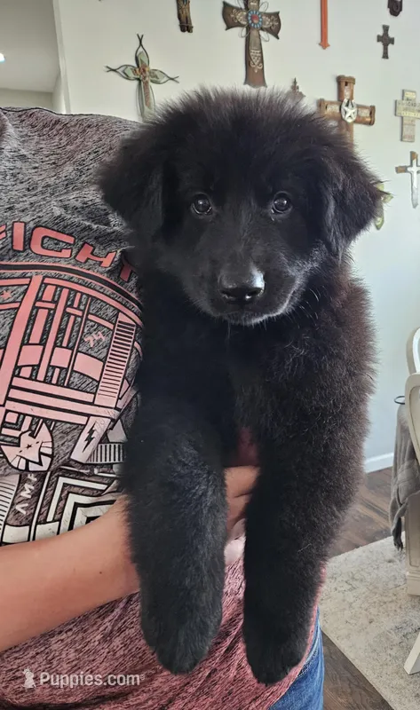 Sailor – German Shepherd Dog puppy for sale in Buffalo, KY