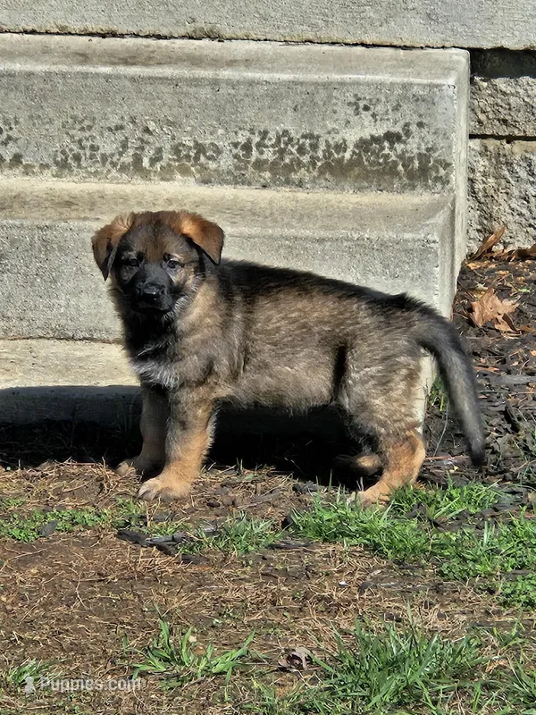 CICI – German Shepherd Dog puppy for sale in Buffalo, KY