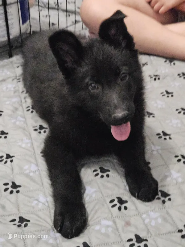 KIKI  – German Shepherd Dog puppy for sale in Buffalo, KY