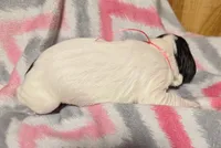 Pink Ribbon, a female English Springer Spaniel for sale in Rhinelander, WI – Photo 3 of 3