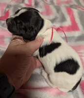 Pink Ribbon, a female English Springer Spaniel for sale in Rhinelander, WI – Photo 2 of 3