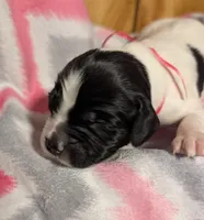 Pink Ribbon, a female English Springer Spaniel for sale in Rhinelander, WI – Photo 1 of 3