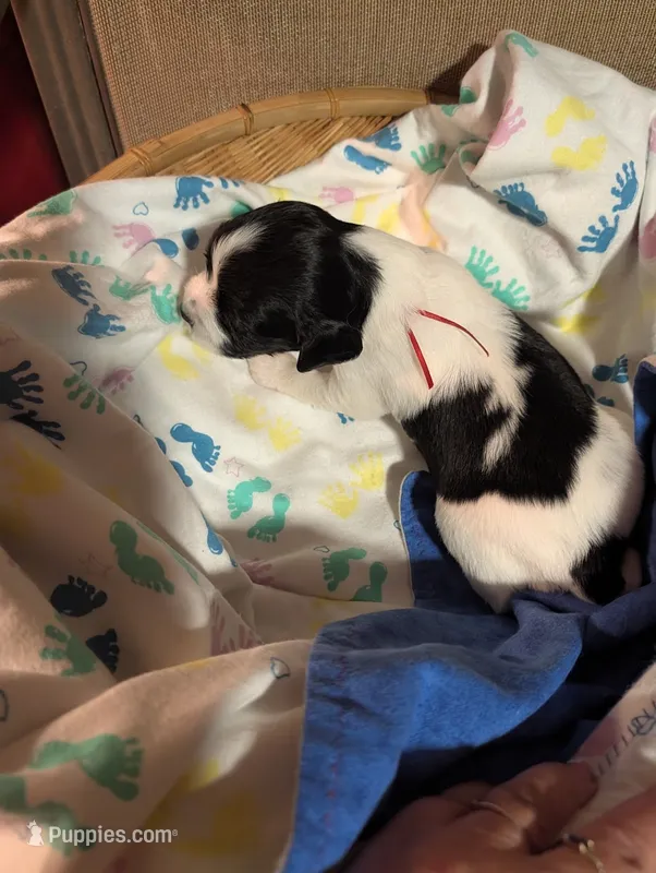Red Ribbon – English Springer Spaniel puppy for sale in Rhinelander, WI