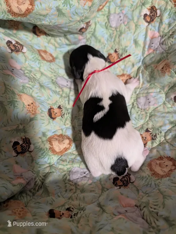 Red Ribbon – English Springer Spaniel puppy for sale in Rhinelander, WI