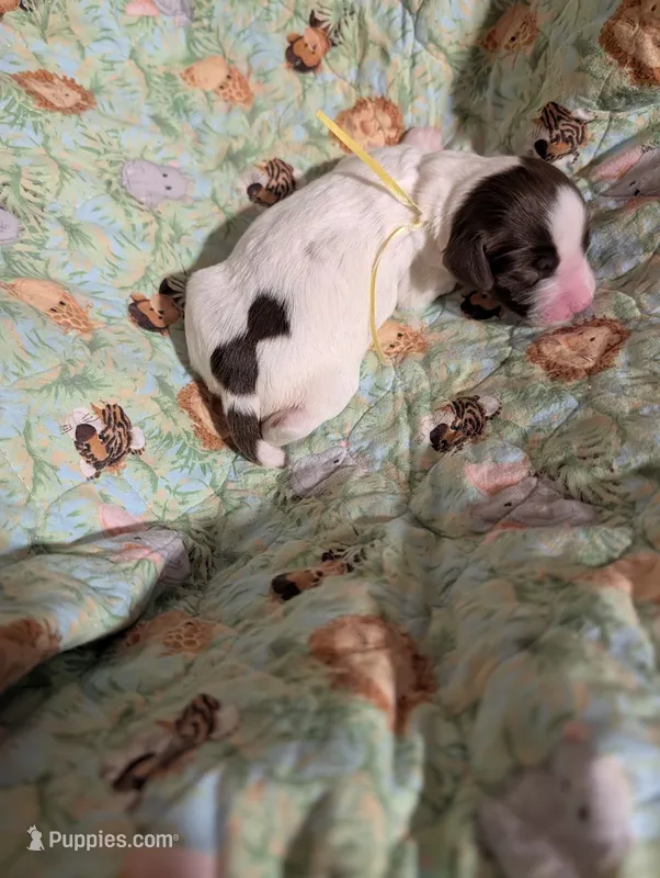 Yellow Ribbon – English Springer Spaniel puppy for sale in Rhinelander, WI