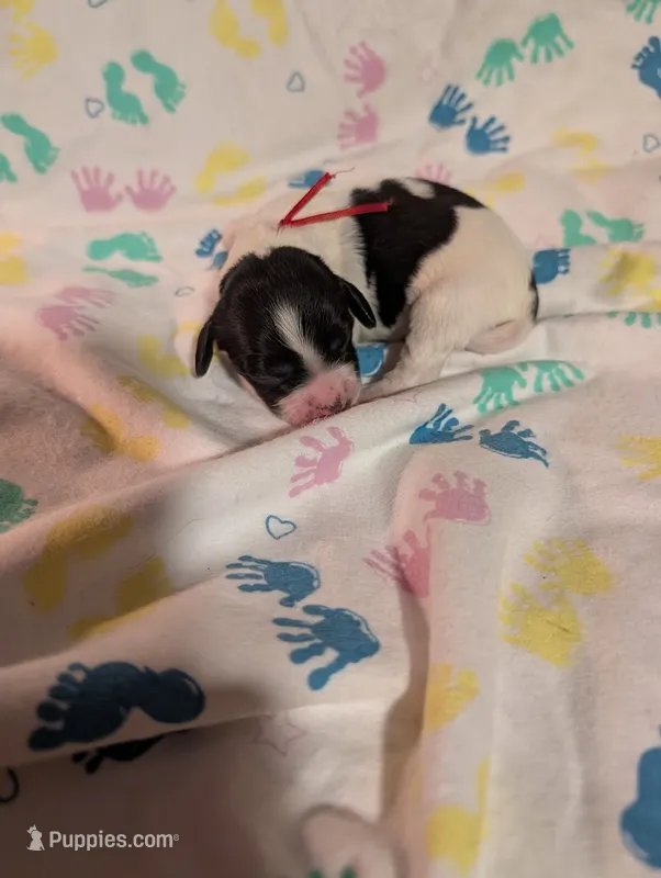 Red Ribbon – English Springer Spaniel puppy for sale in Rhinelander, WI