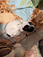 Green Ribbon, a male English Springer Spaniel for sale in Rhinelander, WI – 2 of 4