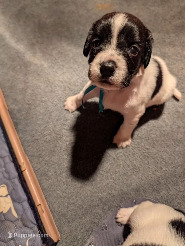 Bright Blue Ribbon – English Springer Spaniel puppy for sale in Rhinelander, WI