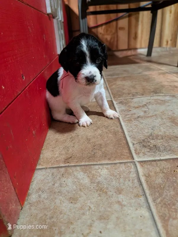 Red Ribbon – English Springer Spaniel puppy for sale in Rhinelander, WI