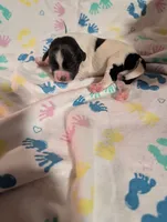 Bright Blue Ribbon, a male English Springer Spaniel for sale in Rhinelander, WI – 1 of 3