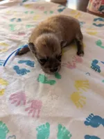 Male-Blue Ribbon, a male Pomeranian for sale in Rhinelander, WI – Photo 4 of 4