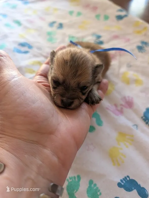 Male-Blue Ribbon – Pomeranian puppy for sale in Rhinelander, WI