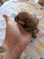 Male-Blue Ribbon, a male Pomeranian for sale in Rhinelander, WI – Photo 2 of 4