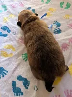 Male-Blue Ribbon, a male Pomeranian for sale in Rhinelander, WI – Photo 3 of 4