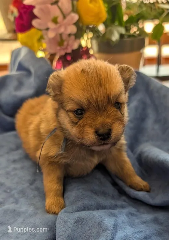 Male-Blue Ribbon – Pomeranian puppy for sale in Rhinelander, WI